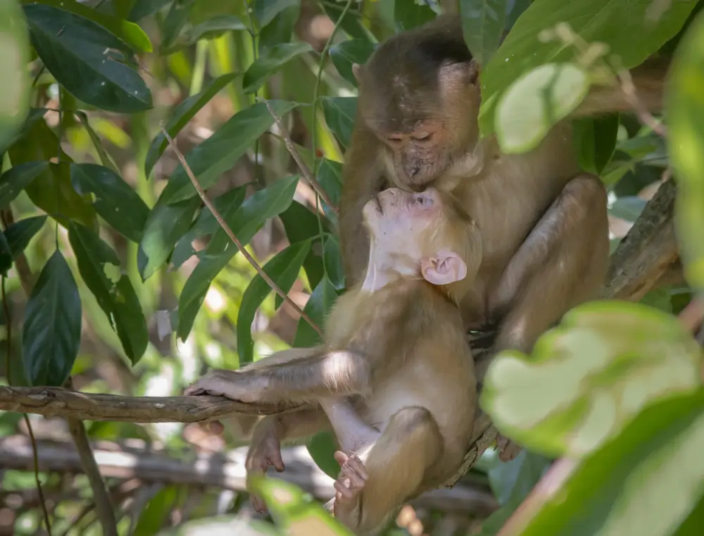 Foto de 2 macacos em um galho de árvore